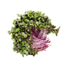 Red Cabbage Microgreens - God’s Greens