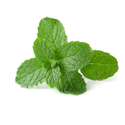 Fresh Mint