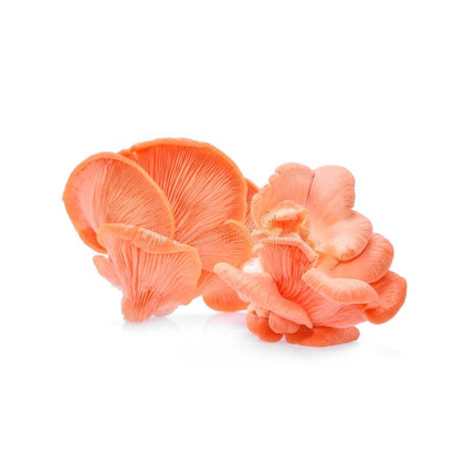 Fresh Pink Oyster Mushroom